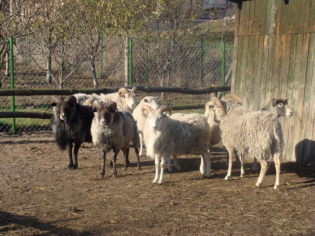 Ania I Filip Agroturismo Izabelin (Kramsk)